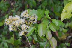 Syzygium lanceolatum